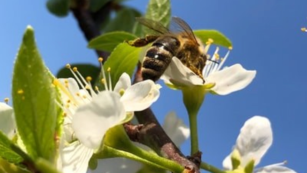 EFSA analysis of scientific evidence on bee mortality