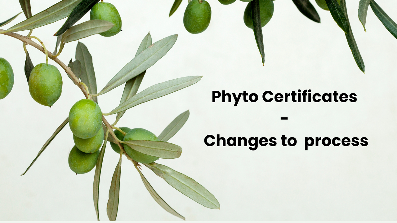 Re-issuing and re-forwarding phytosanitary certificates - Change to process