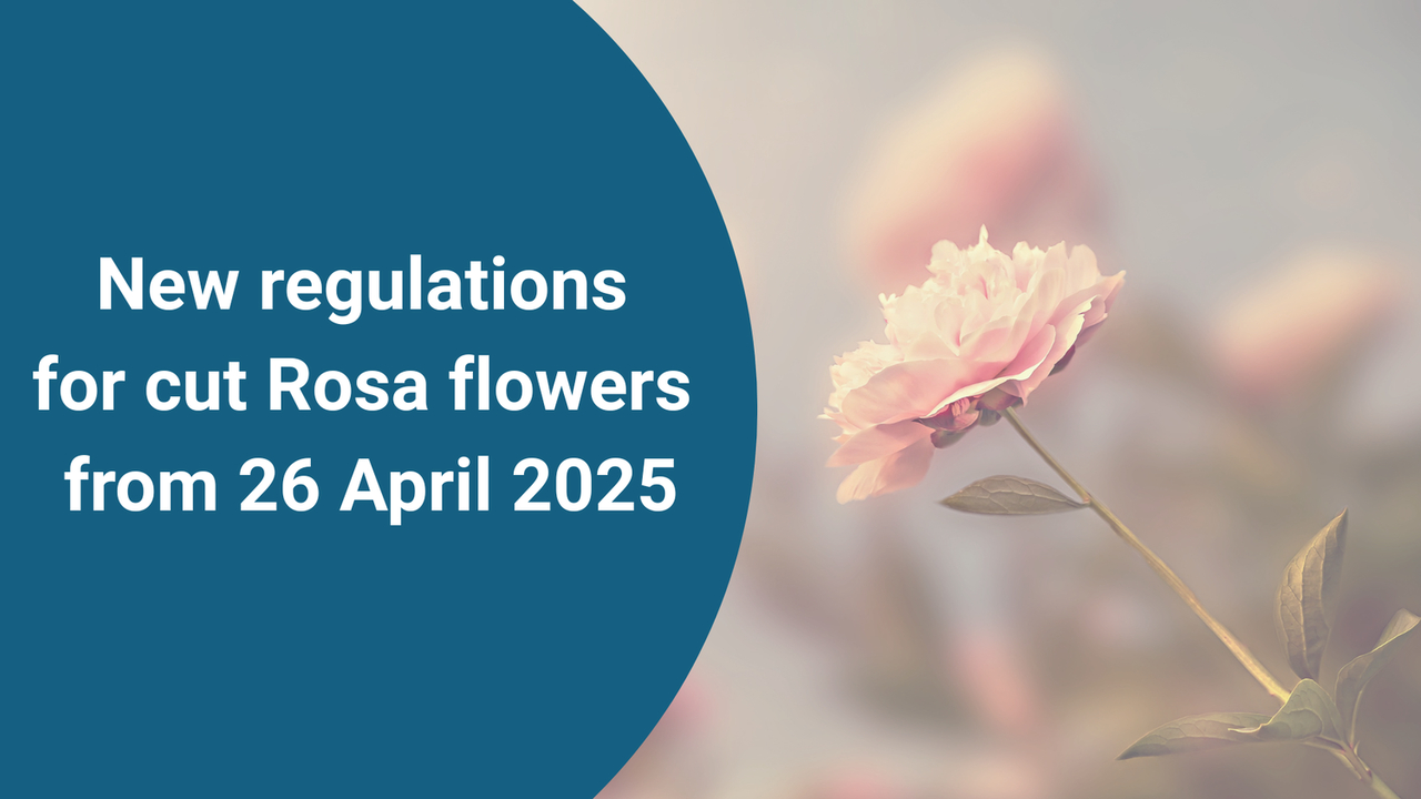 New regulations for cut Rosa flowers from 26 April 2025