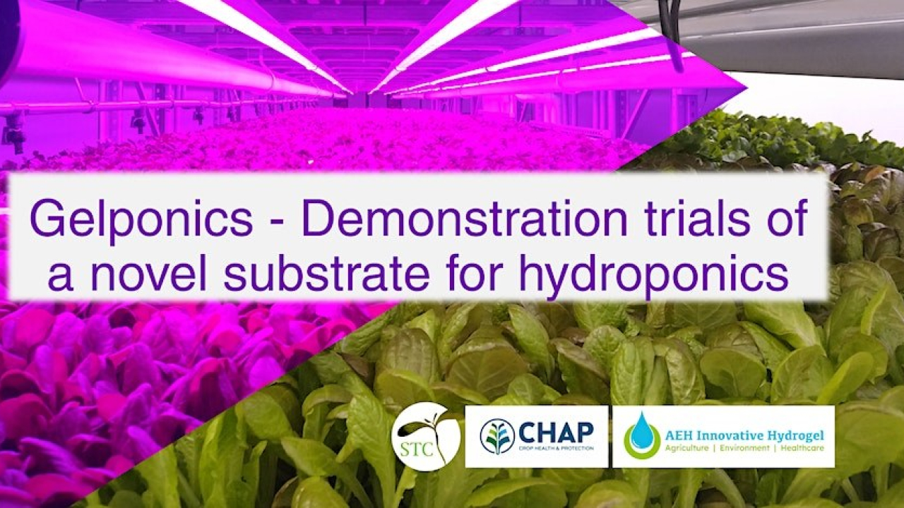 Gelponics - Demonstration trials of a novel substrate for hydroponics