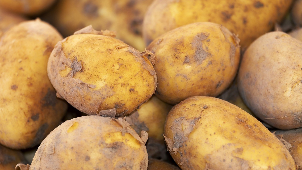 Gene Edited Potato Project launches June 2023 for Late Blight Resistance