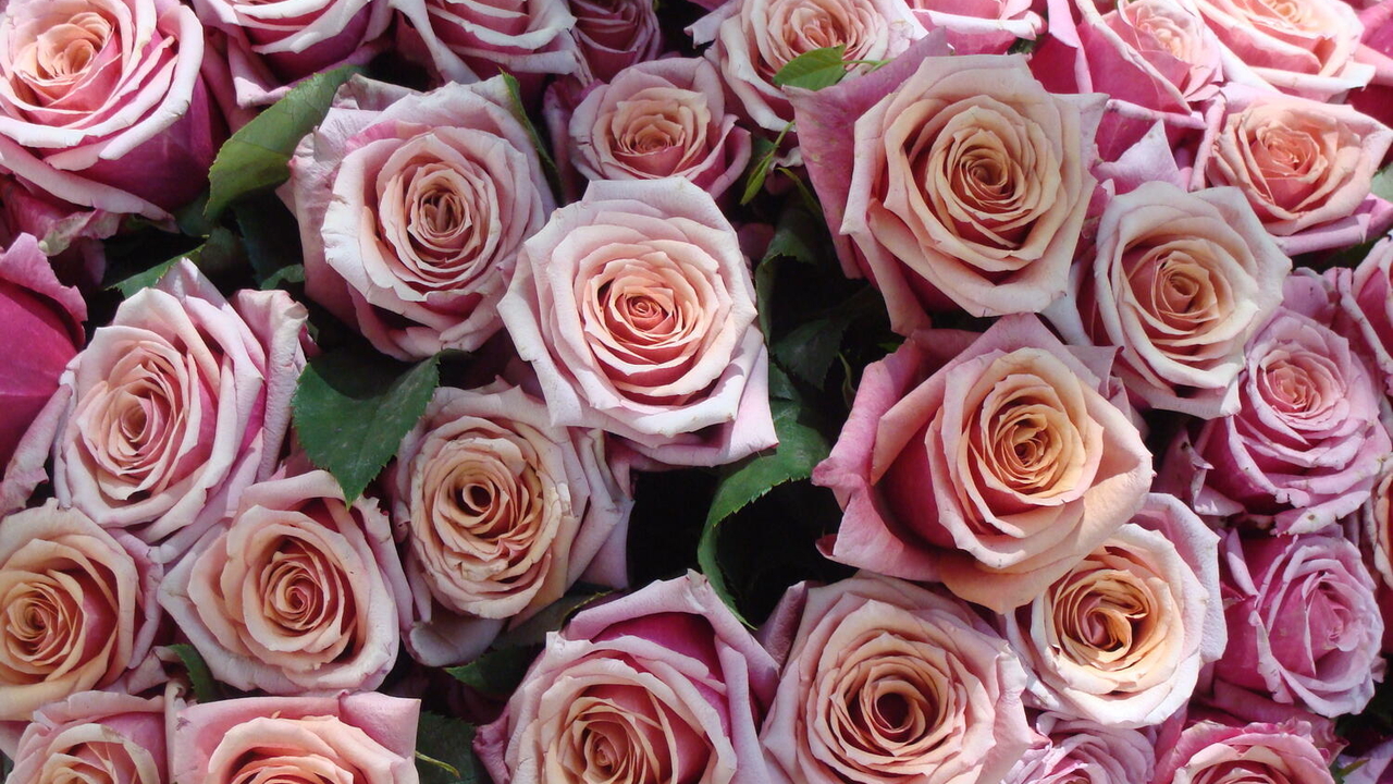 Guidance note for rose importers: UK duty treatment for Kenyan roses from 1 July 2026