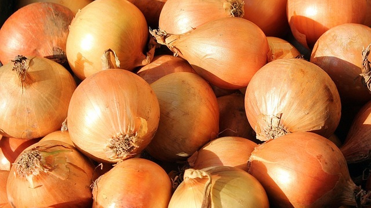 Update to Phytosanitary Control Measures: onions