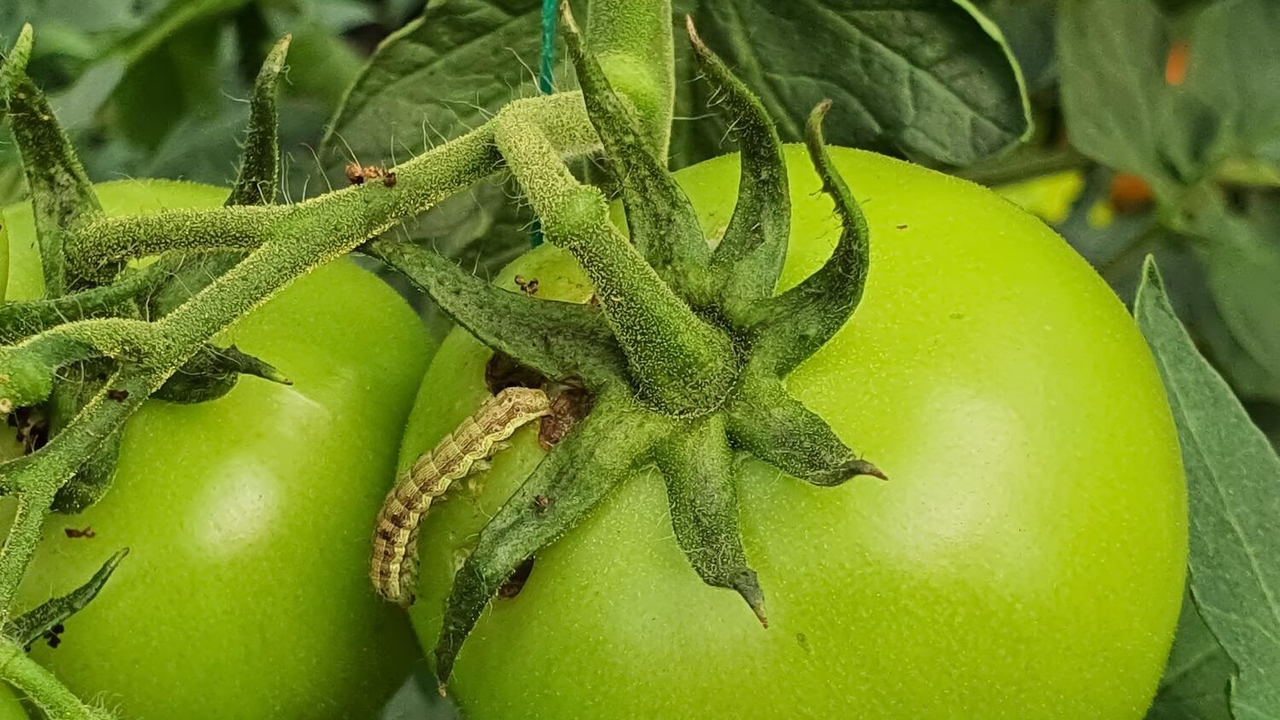 Call for comments - Helicoverpa (Cotton Bollworm)