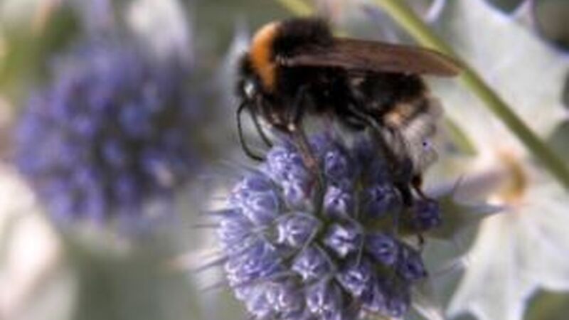 Neonicotinoids - Future Restrictions