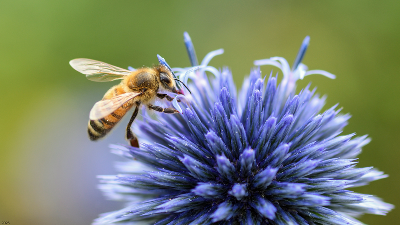 Neonicotinoids - Future Restrictions