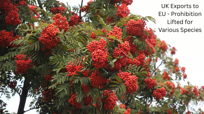 Removal of prohibition on exports of Cornus alba, Cornus sanguinea, Sorbus aucuparia, Populus alba, Populus nigra, Populus tremula and Taxus baccata from the UK to the EU legislation published