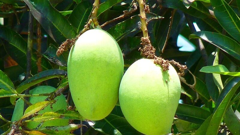 Decision on the new MRL for potassium phosphonates in or on mangoes - Import tolerance request