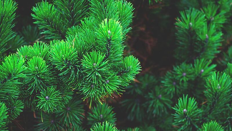 Conifer Import Reminder