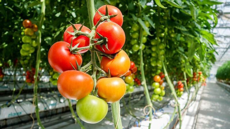 Change to EU SPS inspection frequency for tomato, pepper, aubergine & cucumber plants